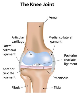 The Knee Joint Labeled Diagram