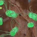 הליקובקטר פילורי